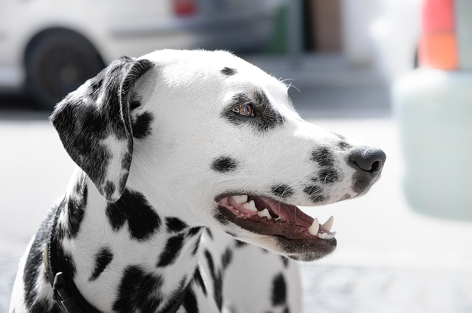 Tier, Dalmatien, Hund, Hd Wallpaper, Makro, Haustier - Dalmatian Dog Hd , HD Wallpaper & Backgrounds