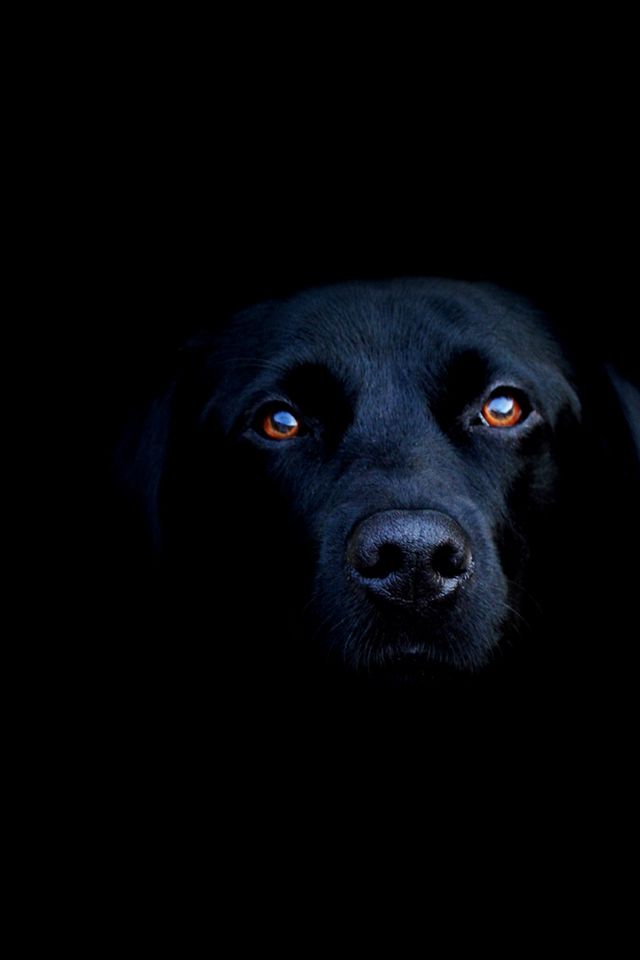 Labrador - Dog Wallpaper Hd Iphone , HD Wallpaper & Backgrounds