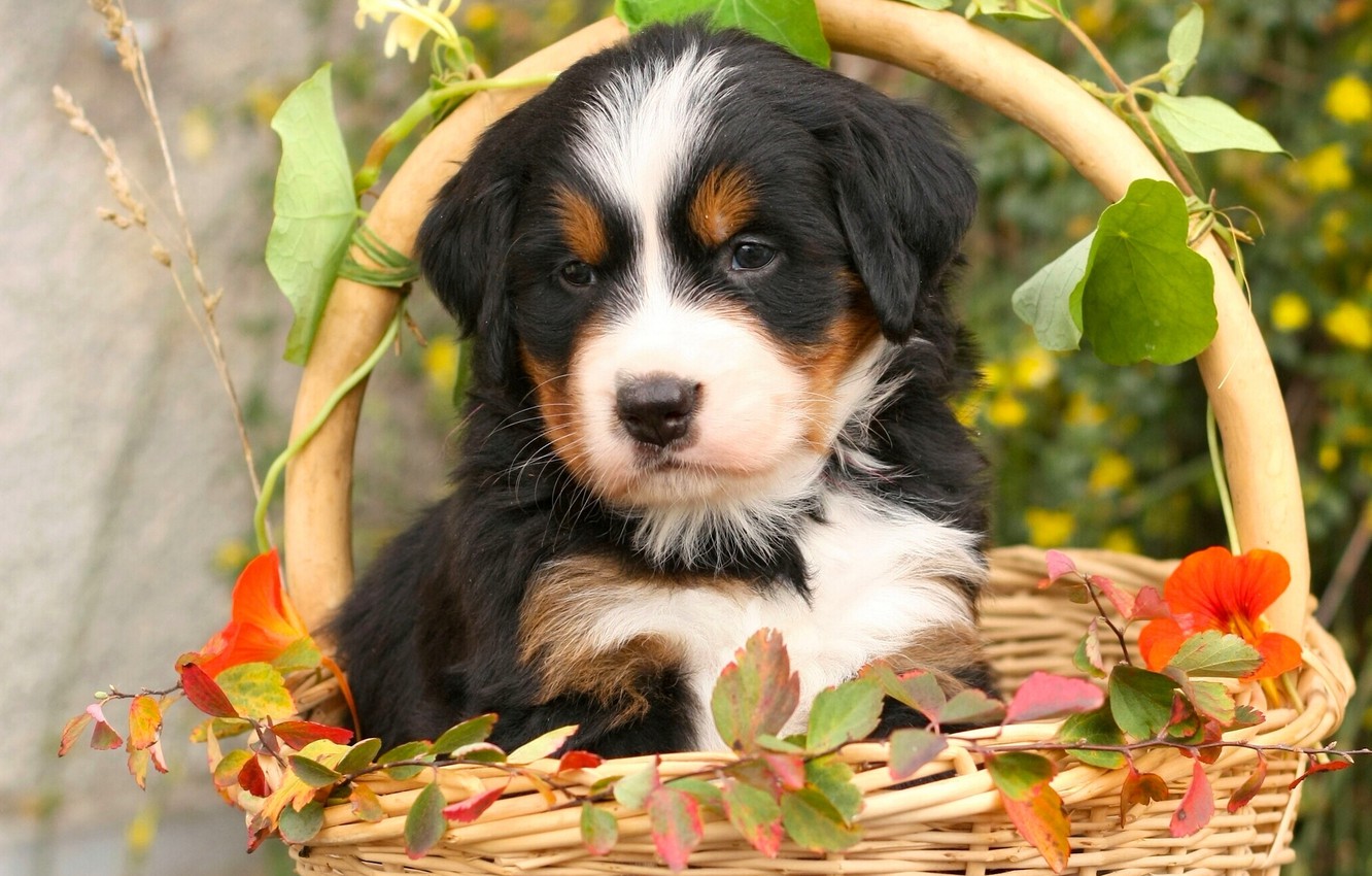 Photo Wallpaper Leaves, Basket, Dog, Puppy, Bernese - Bernese Mountain Dog Welpe , HD Wallpaper & Backgrounds