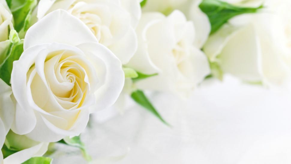 White Rose Wallpaper - White Roses Background , HD Wallpaper & Backgrounds