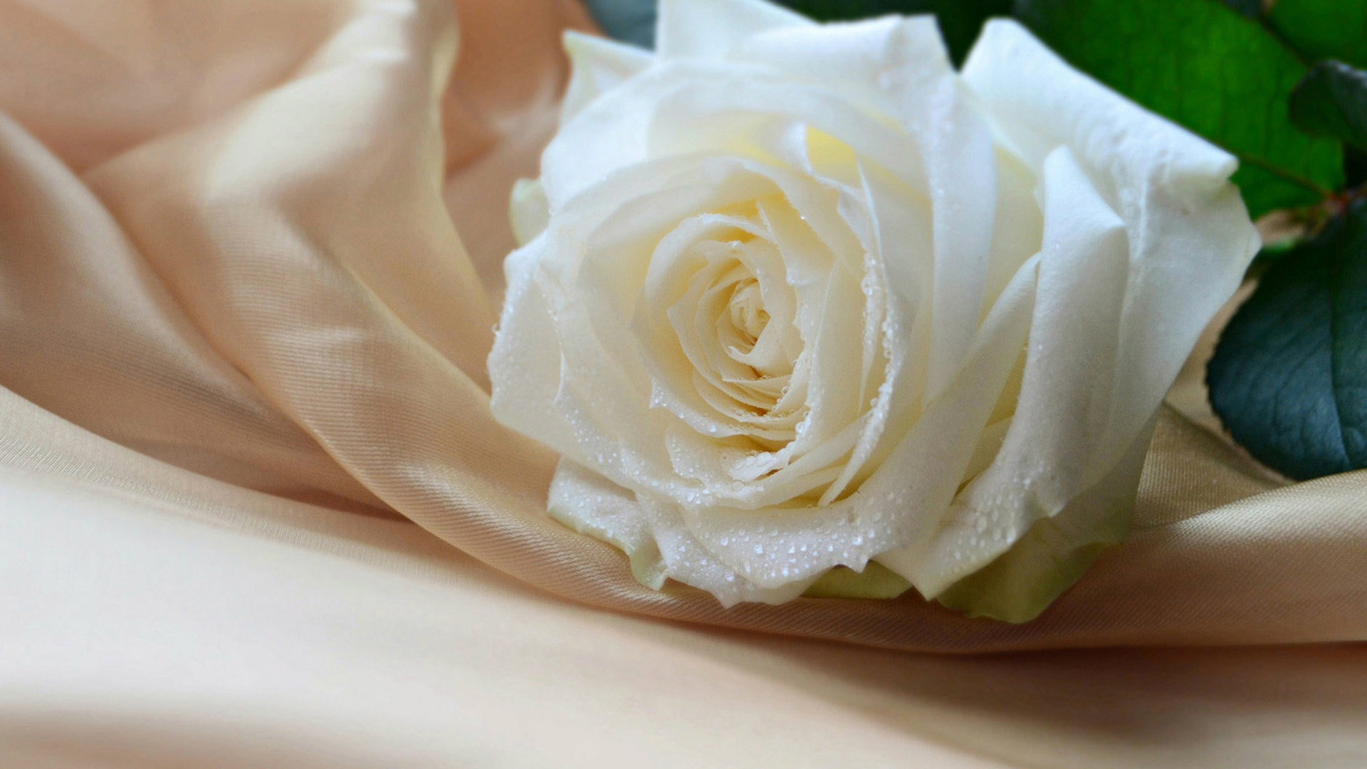 Beautiful White Roses Wallpaper Beautiful White Roses - White Rose With Dew Drops , HD Wallpaper & Backgrounds