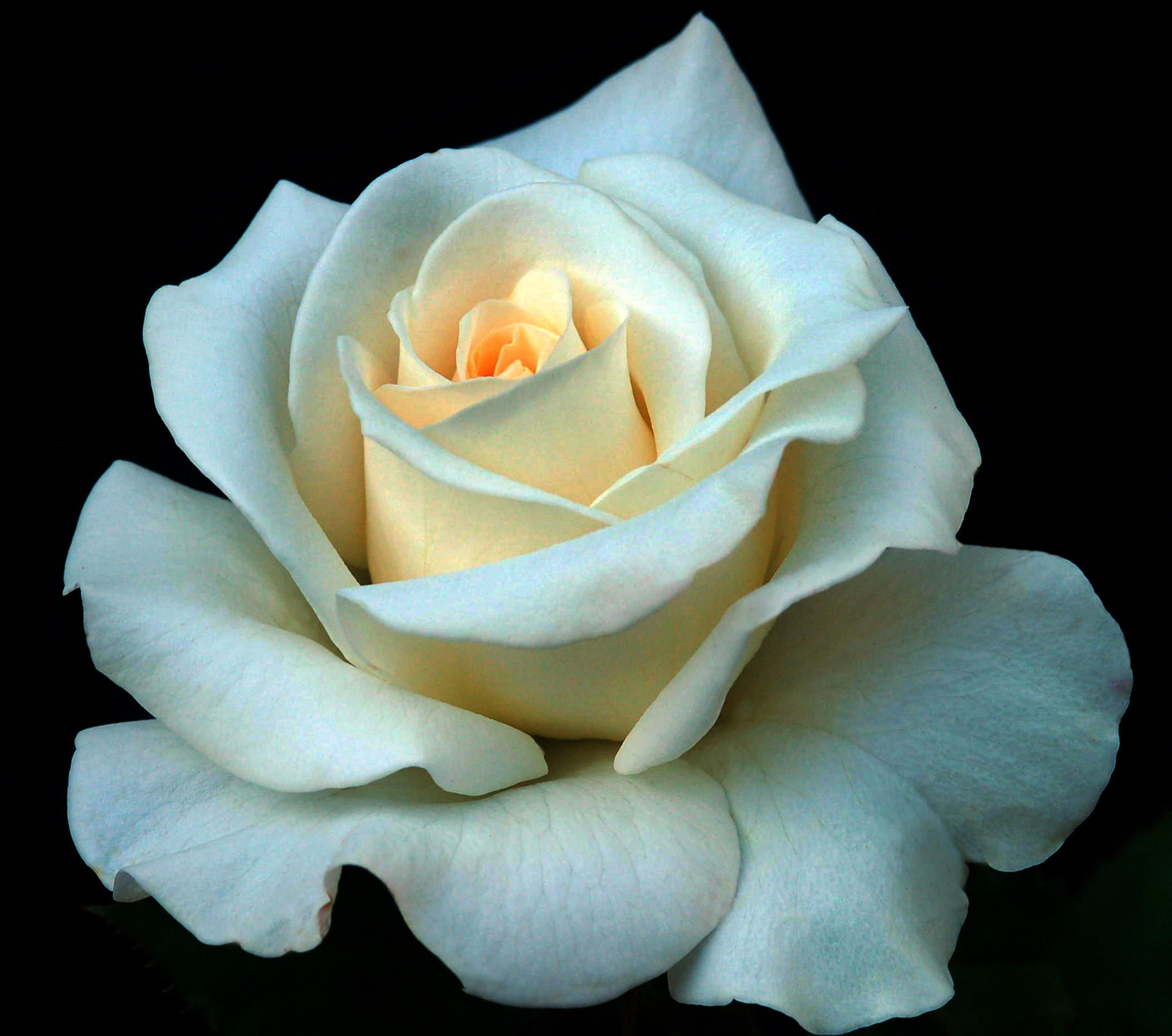 White Rose Hd - Beautiful White Rose Flower , HD Wallpaper & Backgrounds