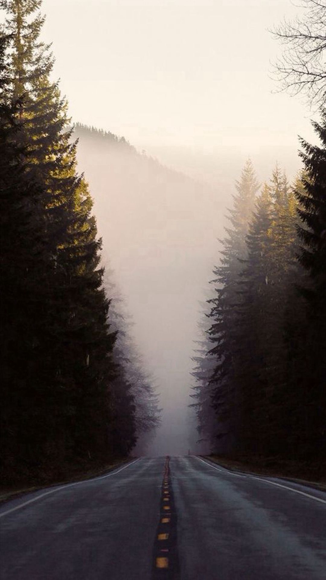 Misty Forest Road Pine Trees - Iphone 8 Wallpaper Road , HD Wallpaper & Backgrounds