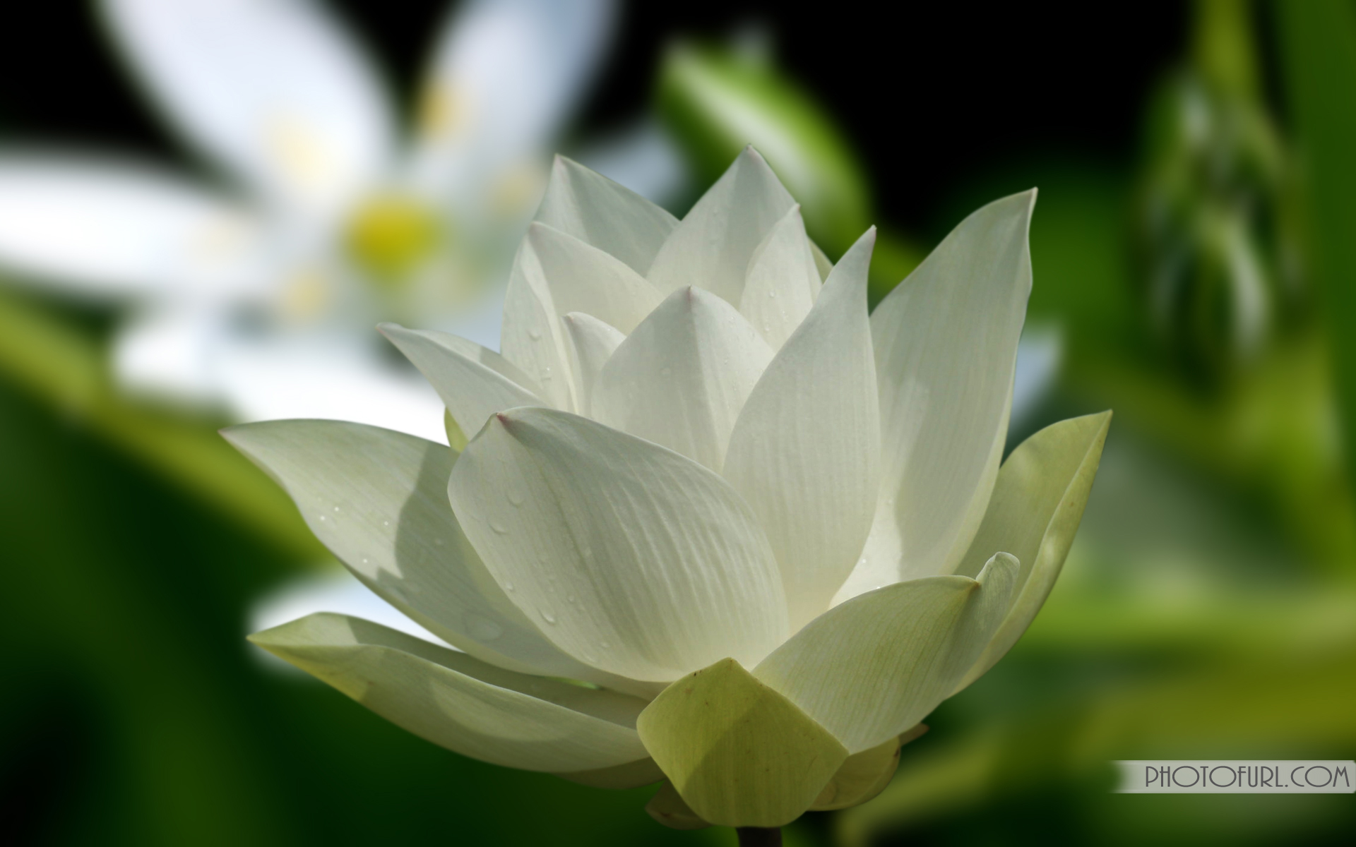 Beautiful Flower White Rose Rose , HD Wallpaper & Backgrounds