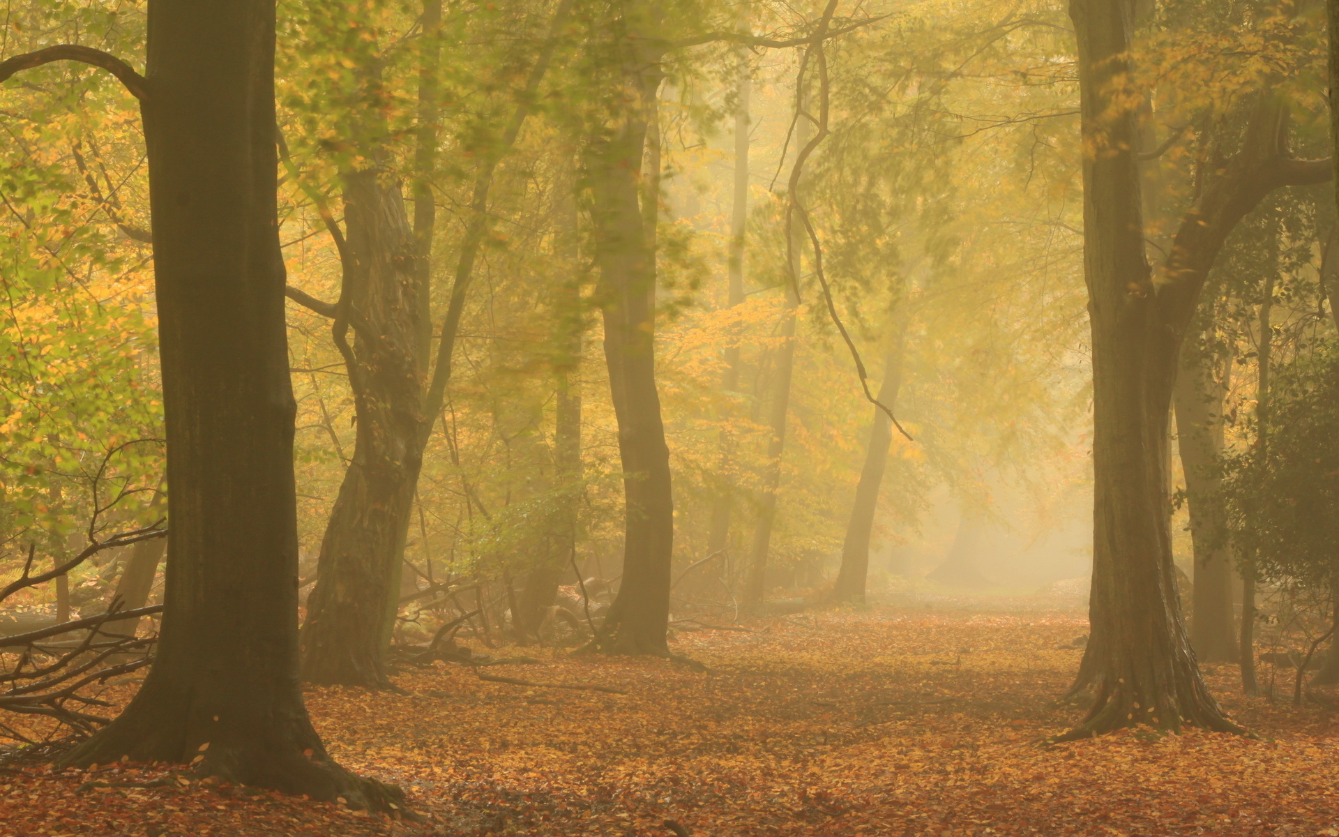 Misty Autumn Morning - Autumn Forest Mist , HD Wallpaper & Backgrounds