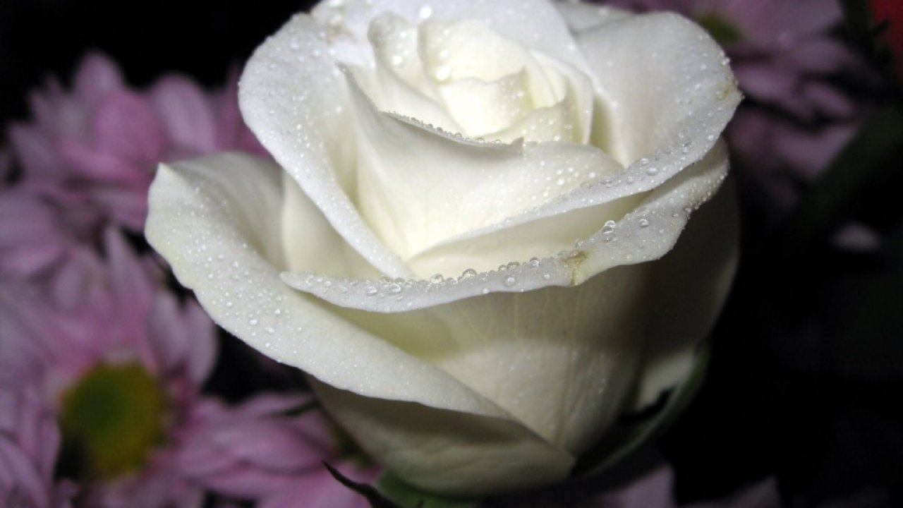Awesome, White, Rose, Flower, Wide, Wallappers, In, - White Rose , HD Wallpaper & Backgrounds