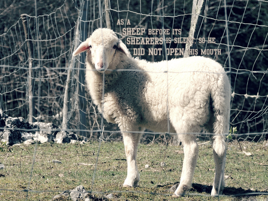 As A Sheep - Ovelha Muda , HD Wallpaper & Backgrounds