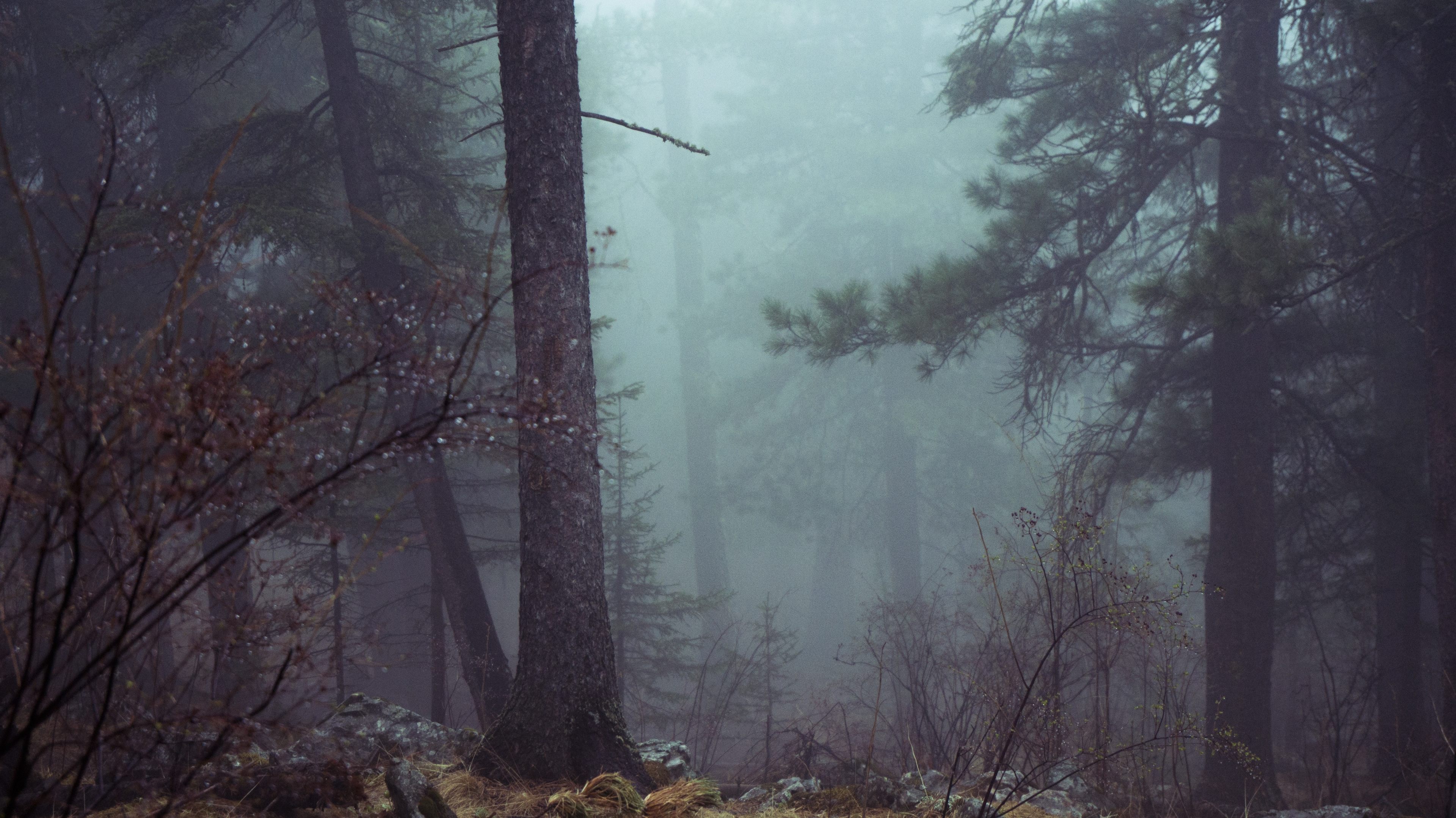 Dense Forest Misty Wallpaper 4k Resolution - Scary Forest , HD Wallpaper & Backgrounds