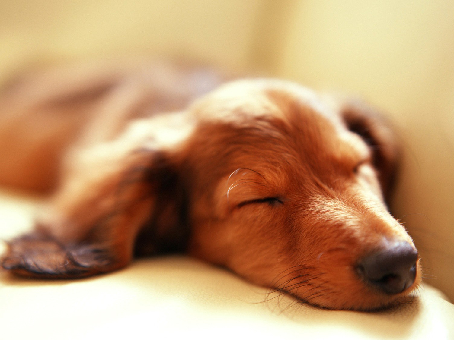 Sleeping, Dog, Pets, Puffy Animals, Best Friend, Widescreen, - Sleeping Dog , HD Wallpaper & Backgrounds