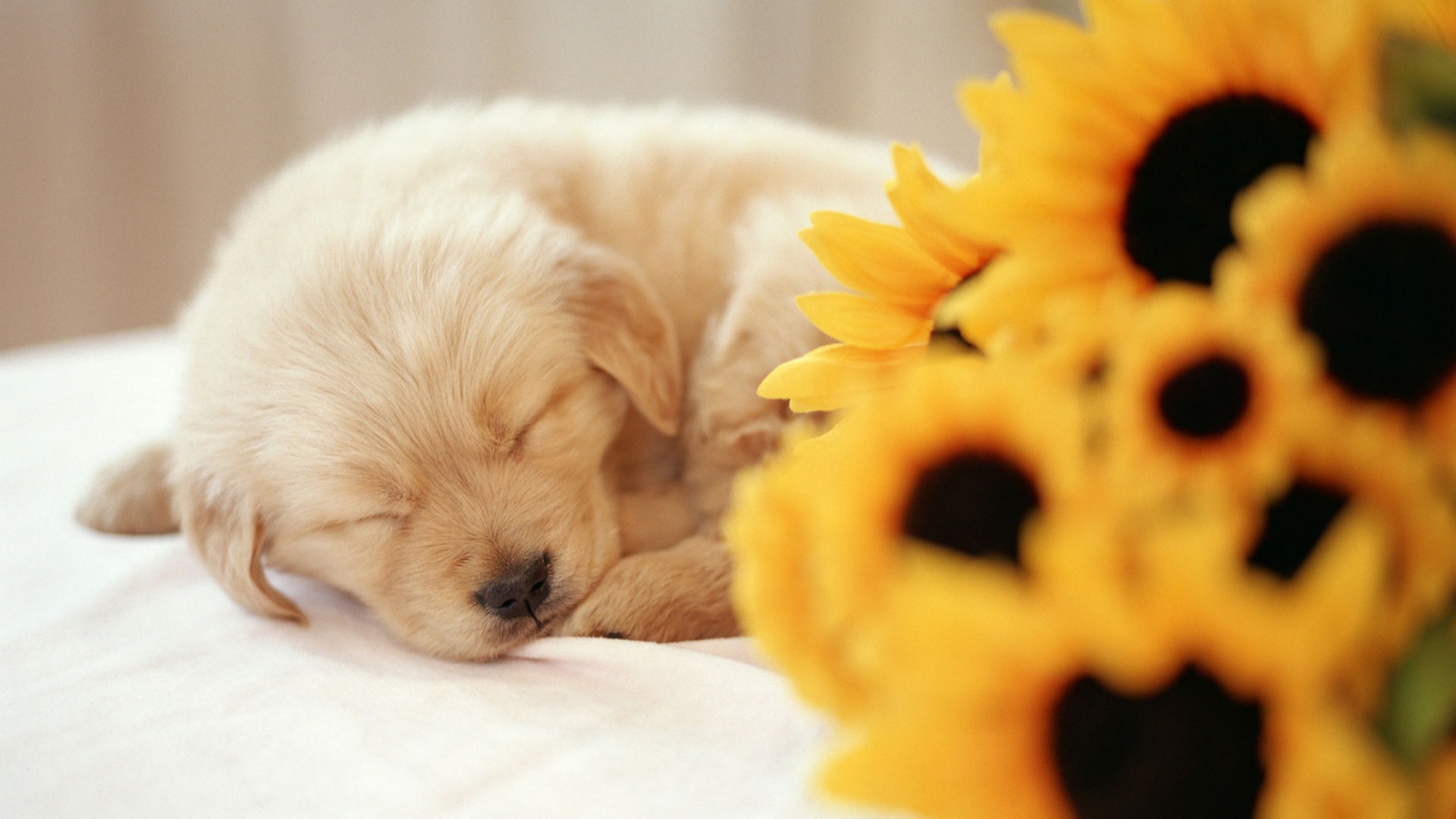 Sleeping Puppy Wallpaper Dogs Animals Wallpapers - Background For Computer Puppies , HD Wallpaper & Backgrounds