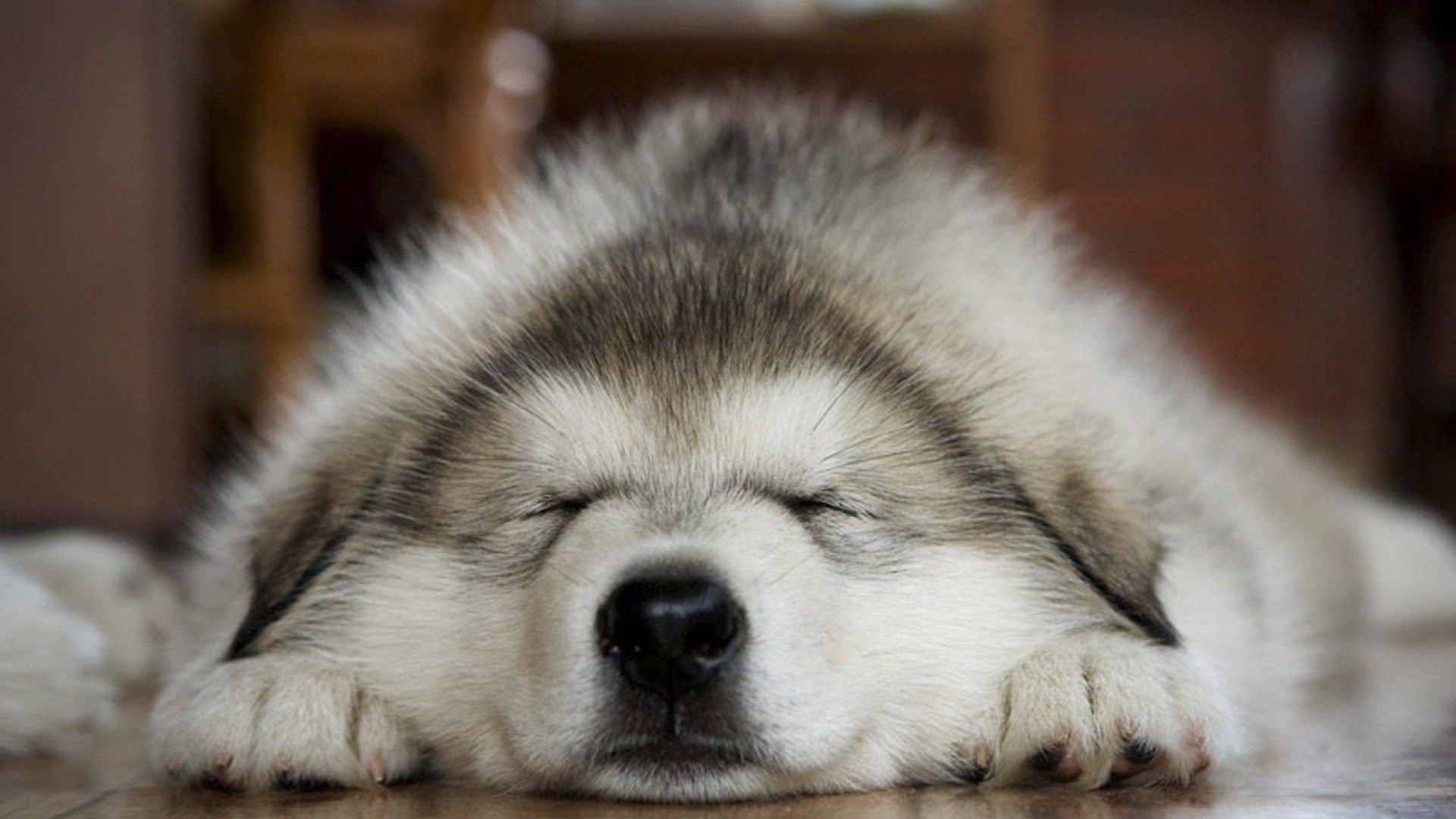 Cute Sleeping Husky , HD Wallpaper & Backgrounds