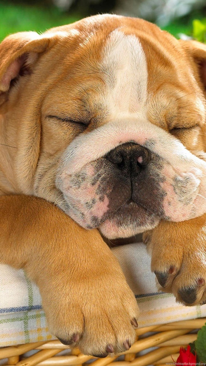 Sleeping Dogs Cute Dog Popular Hd Wallpapers Hq Backgrounds - Mobile Full Screen Wallpaper Hd , HD Wallpaper & Backgrounds
