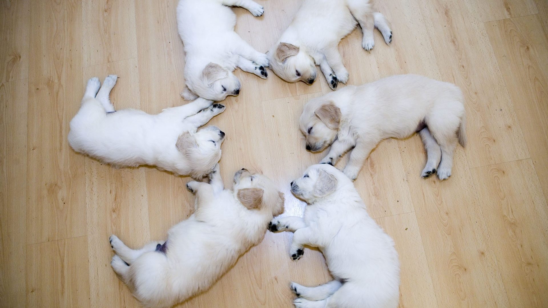 Circle Dog Sleeping Puppies Lab Cute Retreiver Wood - Cutest Wallpapers In The World , HD Wallpaper & Backgrounds