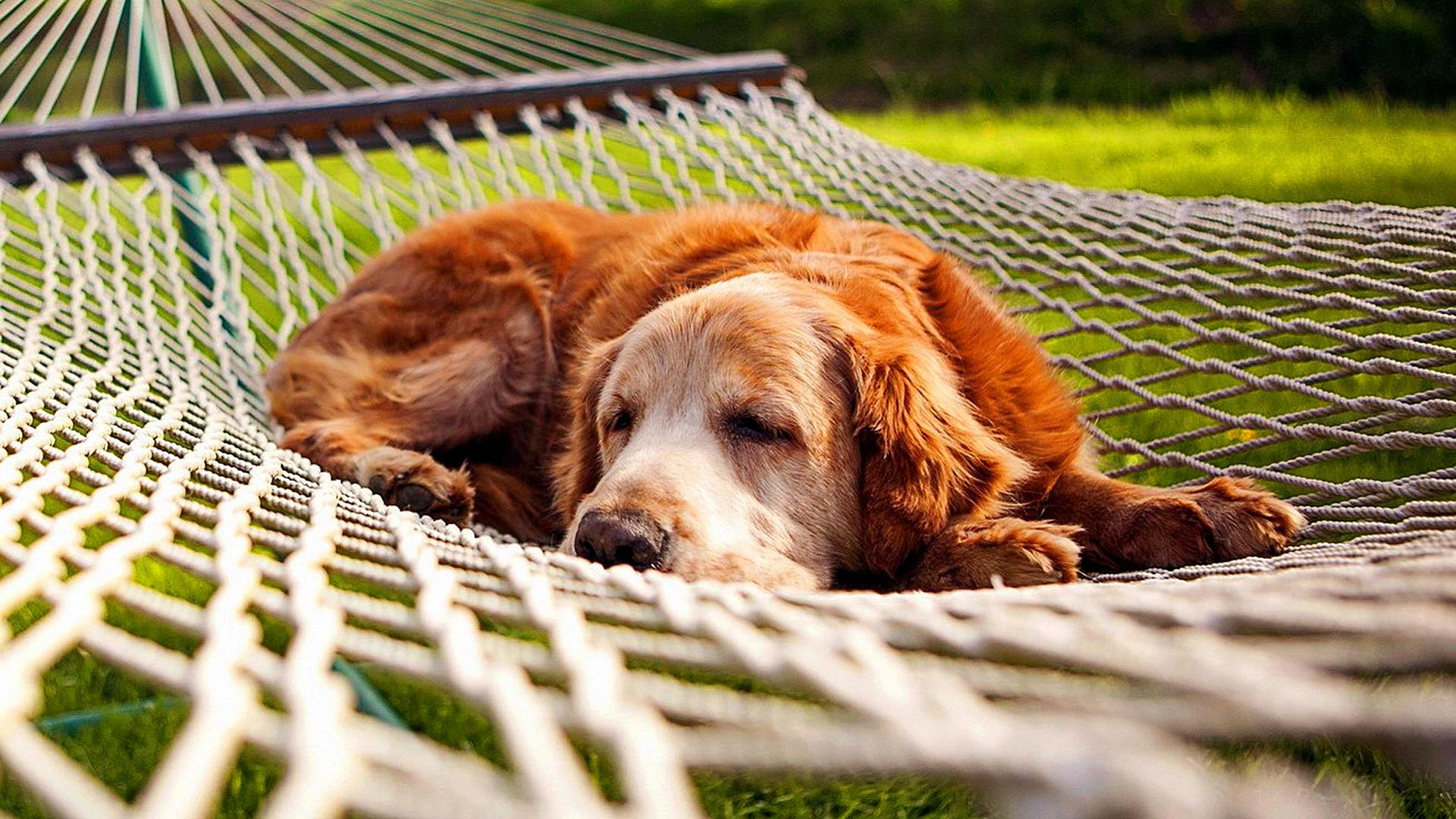 Download Sleeping Dogs Hd Wallpaper Source - Dog Sleeping In Hammock , HD Wallpaper & Backgrounds