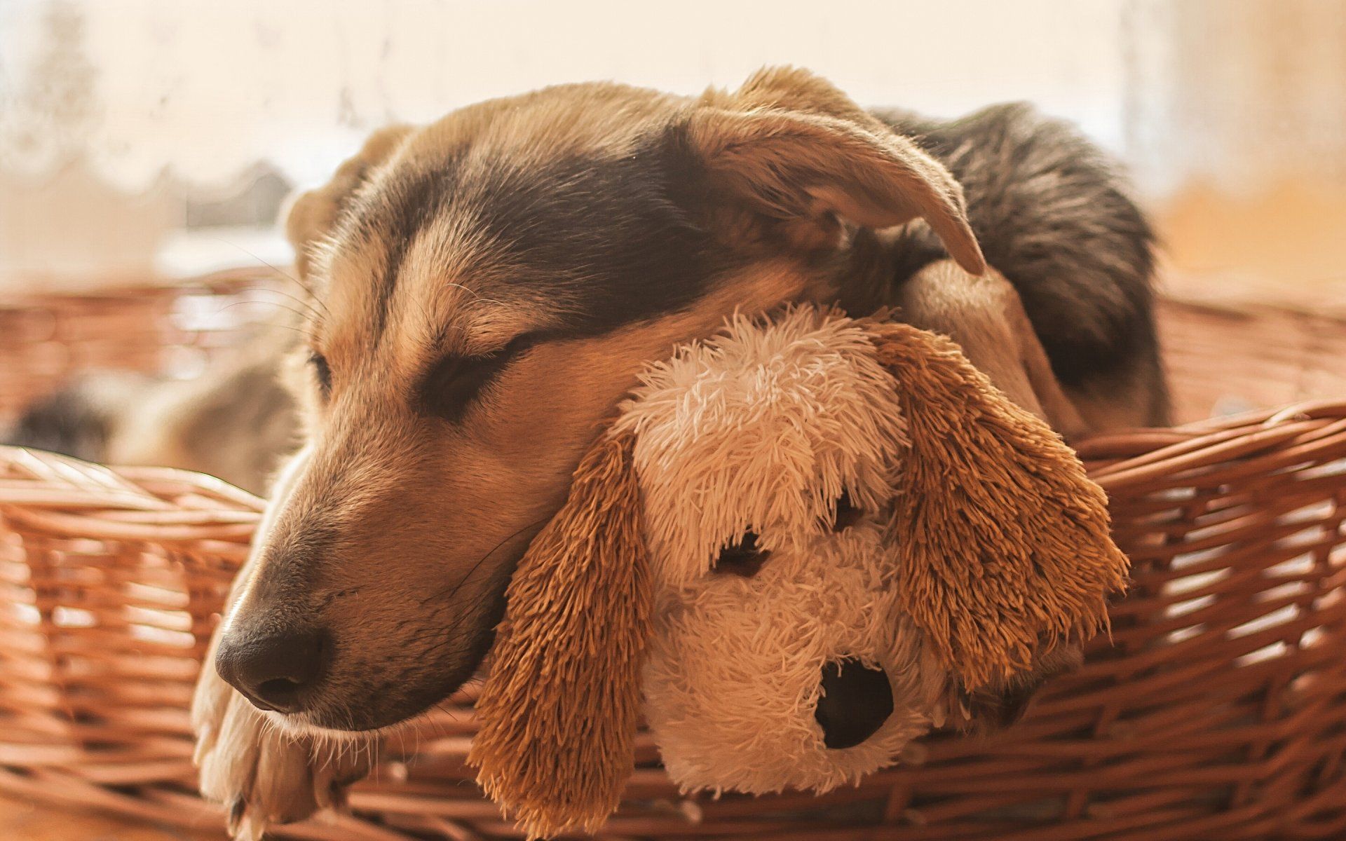 Dog Sleeping With Toy Hd Wallpaper - Dog , HD Wallpaper & Backgrounds
