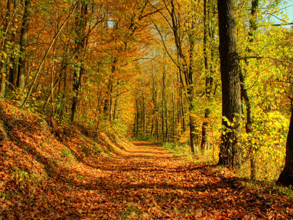 Autumn Wallpaper Ii - Herbstbilder Als Hintergrund Kostenlos , HD Wallpaper & Backgrounds