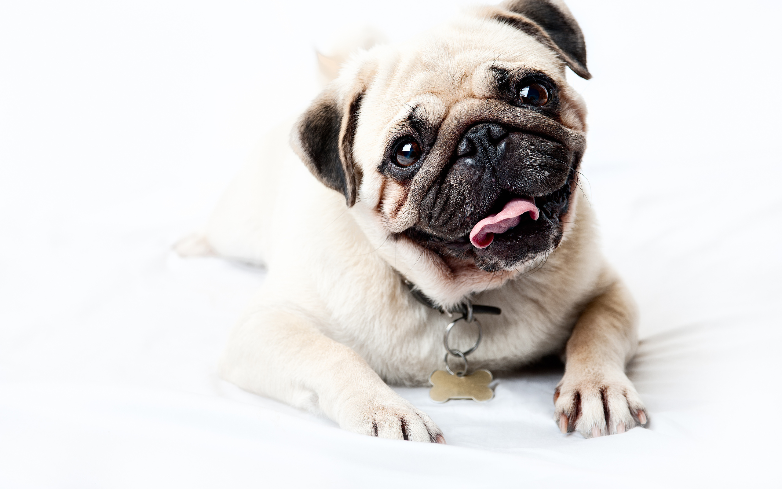 Hd Wallpaper - Pug Dog Images Hd , HD Wallpaper & Backgrounds