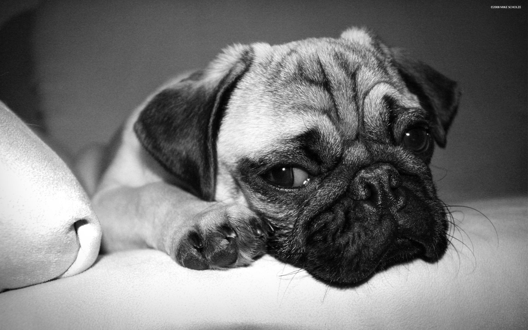 Mops Wallpapers, Fine Hdq Mops Images - Sad Dog , HD Wallpaper & Backgrounds