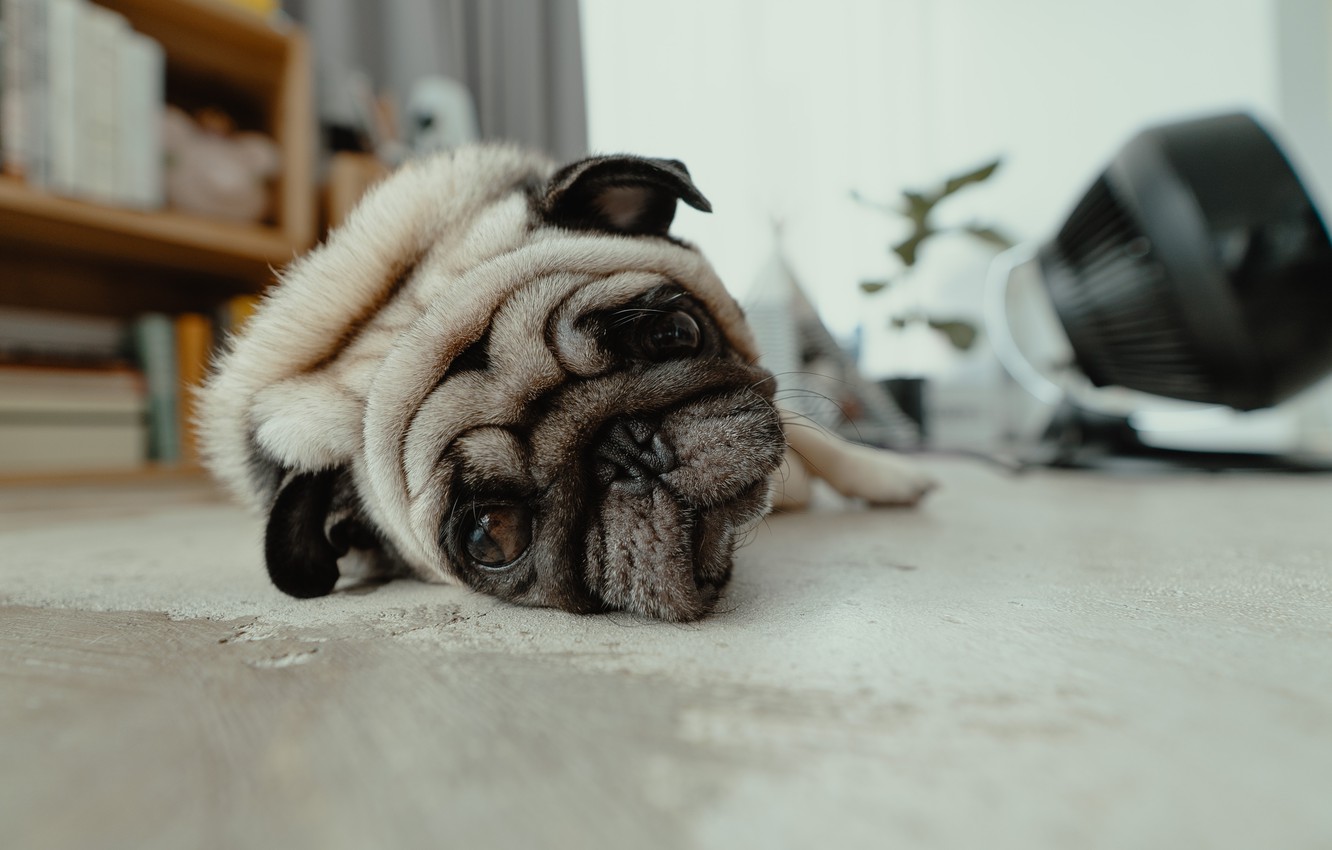 Photo Wallpaper Face, House, Stay, Pug, Lies, House, - Pug , HD Wallpaper & Backgrounds