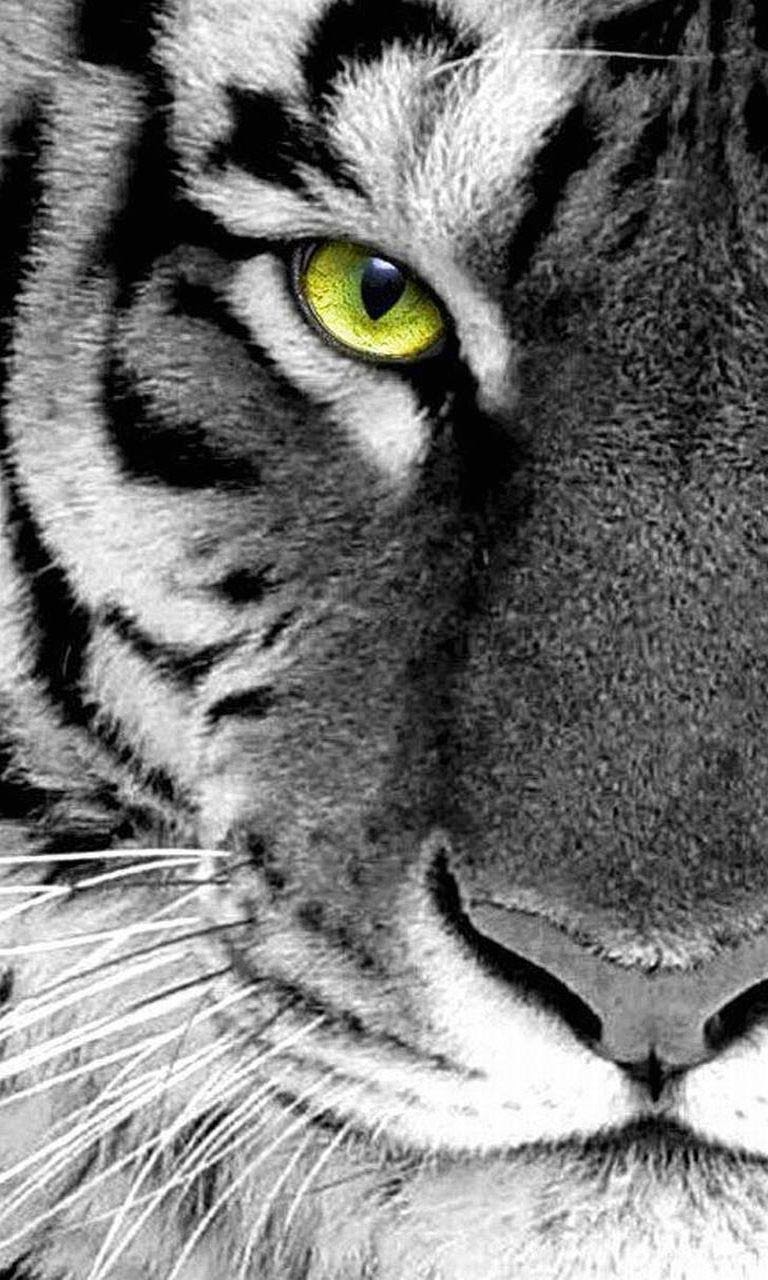 30 Wallpapers For Samsung Galaxy S6 - Iphone Tiger Wallpaper Hd , HD Wallpaper & Backgrounds