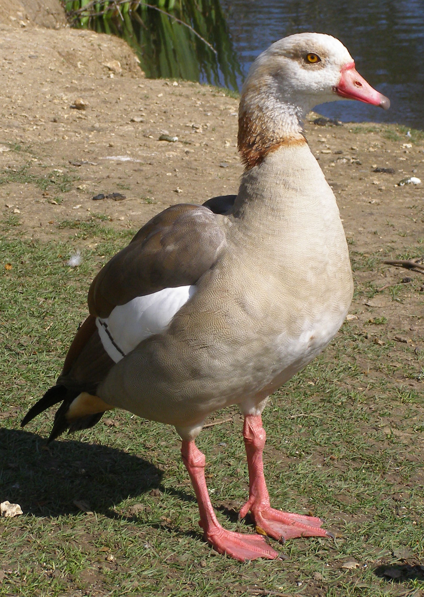 Egyptian Goose Wallpaper - Male Goose , HD Wallpaper & Backgrounds