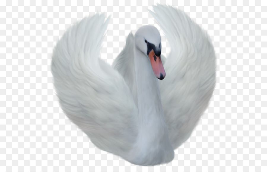 Goose, Black Swan, Desktop Wallpaper, Swan, Bird Png - Cisne Png , HD Wallpaper & Backgrounds