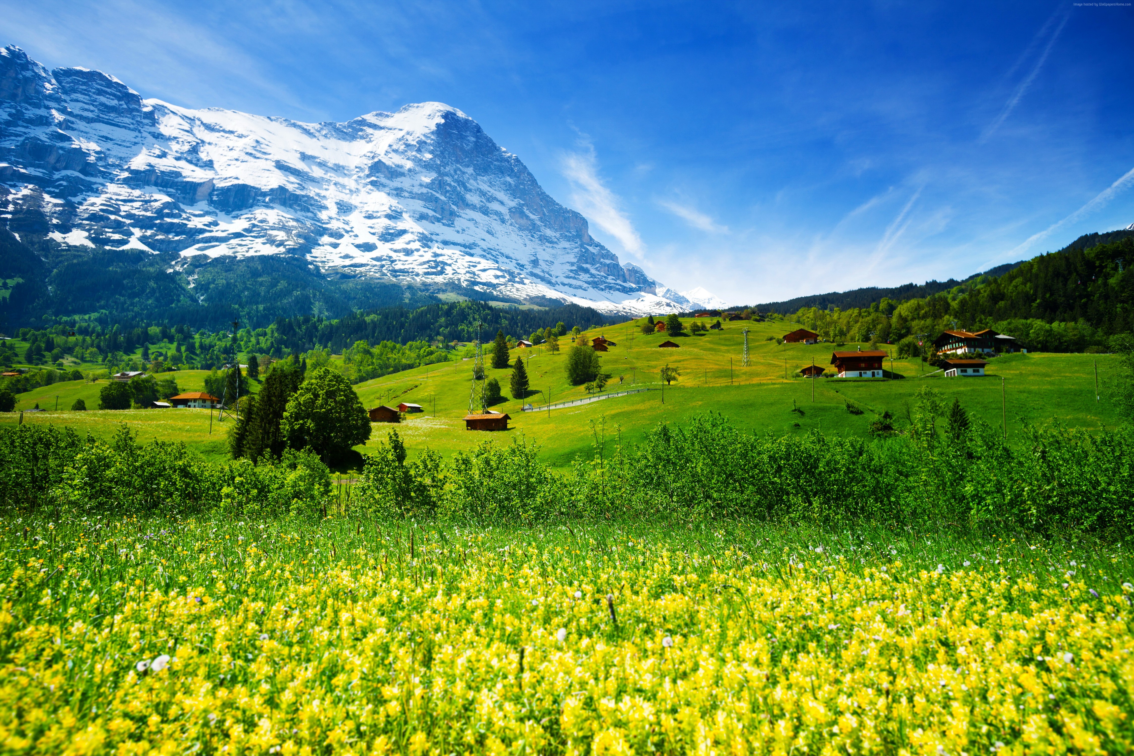 Meadow Wallpaper Hd - Eiger Mountain , HD Wallpaper & Backgrounds
