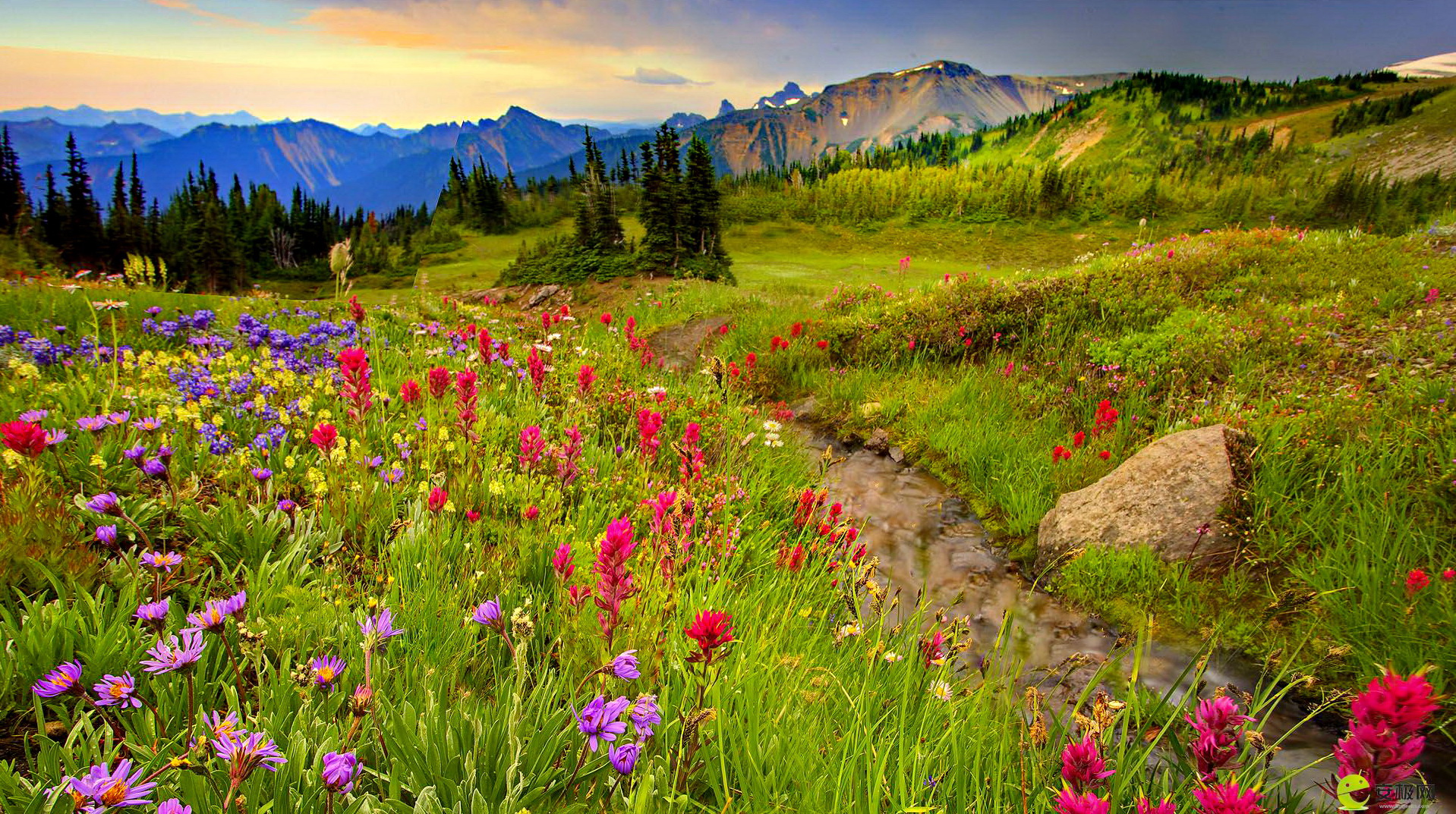 Wildflower Meadow High Quality , HD Wallpaper & Backgrounds