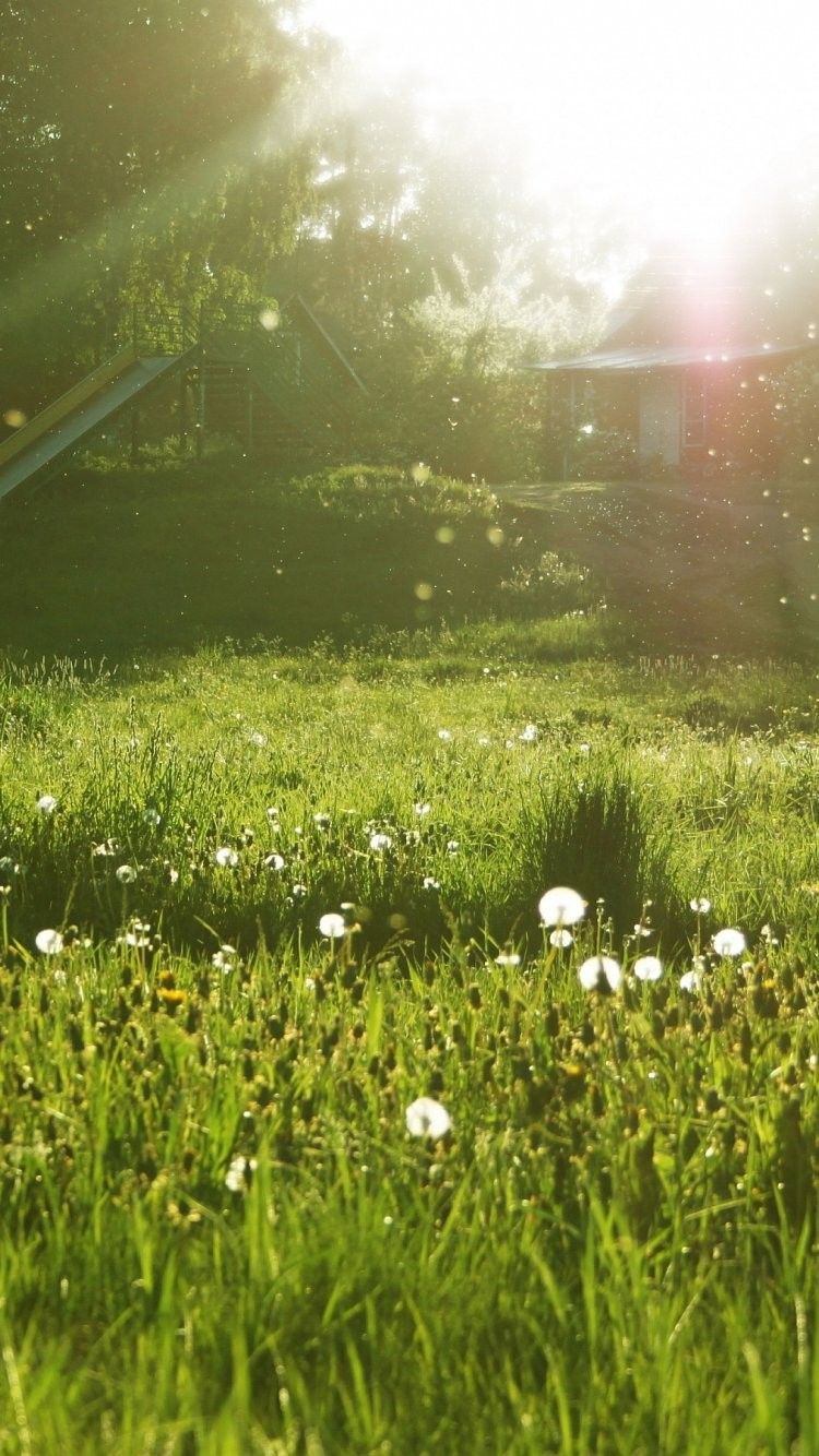 Spring Meadow Pink Nature Purple Flowers Field Flower - Sunny Day Wallpaper Iphone , HD Wallpaper & Backgrounds