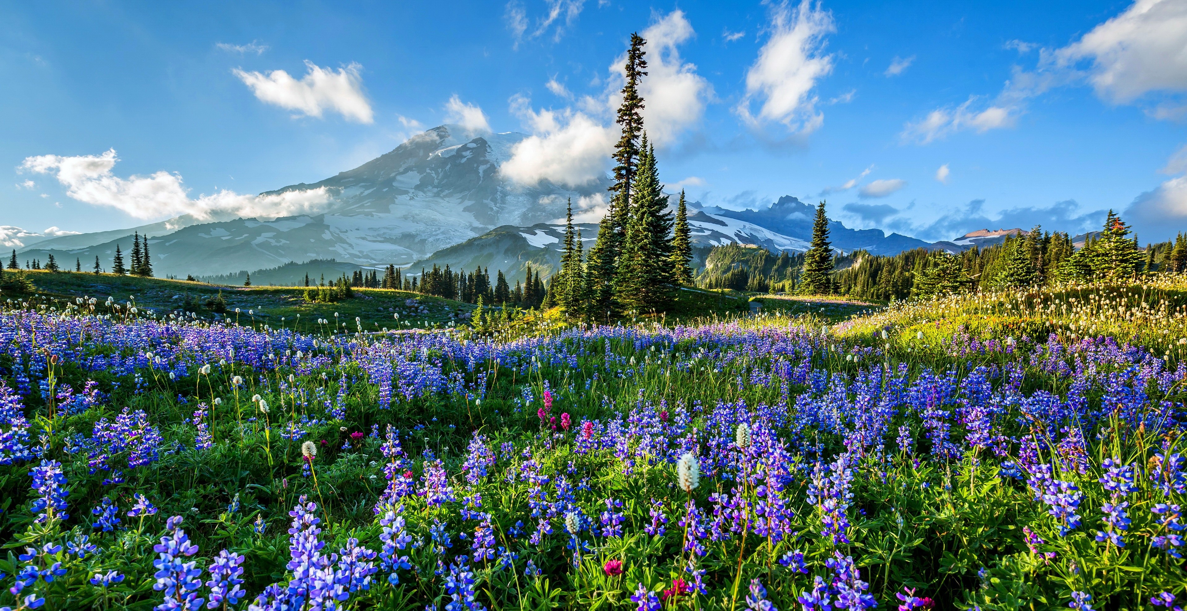 Mountain Meadow Hd Wallpaper - Texas Bluebonnet , HD Wallpaper & Backgrounds