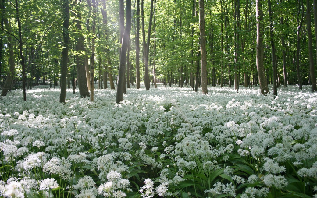 Flowers Forest Trees Meadow - Fields Of White Flowers , HD Wallpaper & Backgrounds