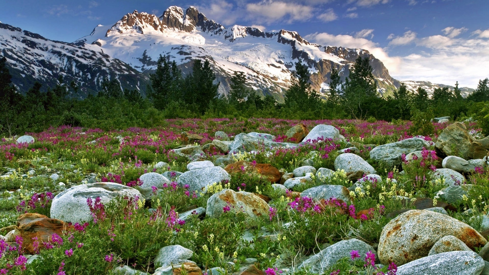 Flowers, British, Ridge, Stone, Free Background Images, - Alaska Mountain Flowers , HD Wallpaper & Backgrounds