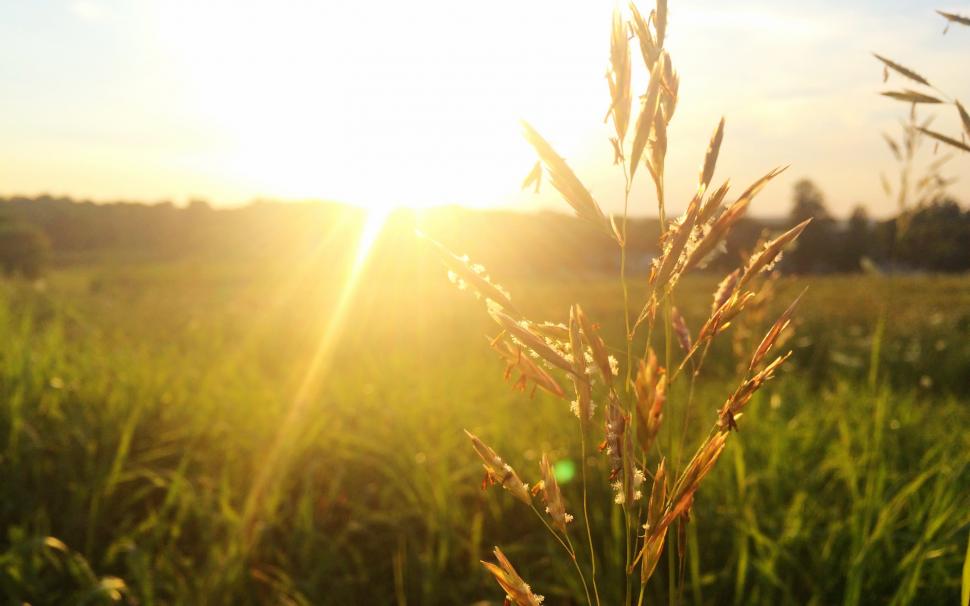 Sunny, Field, Sun, Grass, Meadow Wallpaper - Grass Field With Sun , HD Wallpaper & Backgrounds