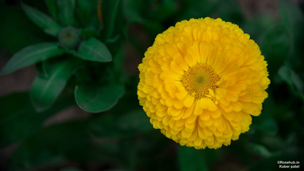 Sunflower As Wallpaper - English Marigold , HD Wallpaper & Backgrounds