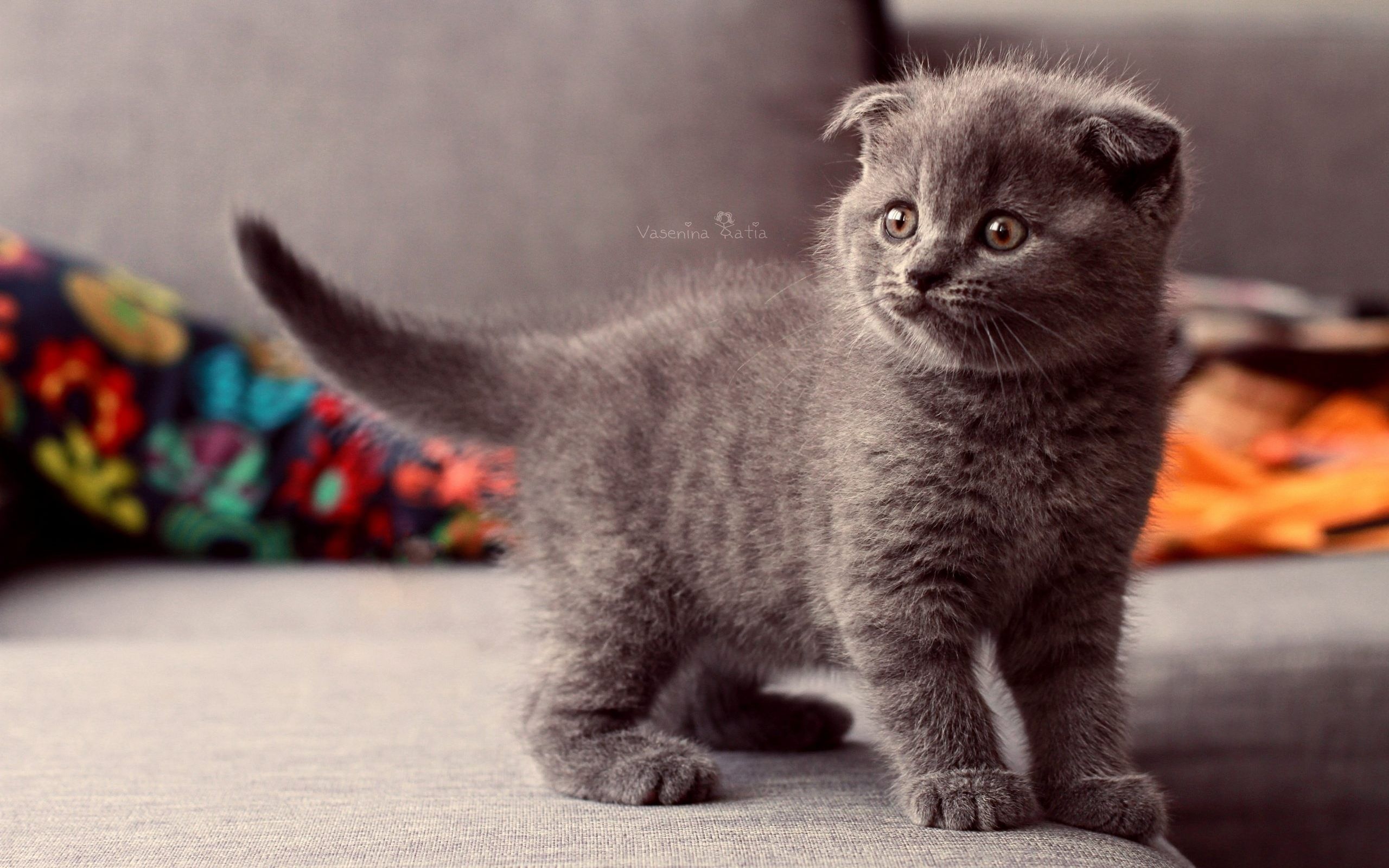 Derpy Kittens Wallpaper - Cats Wallpaper Scottish Fold , HD Wallpaper & Backgrounds