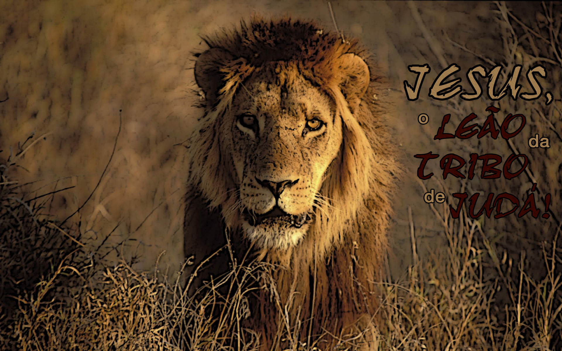 X 1200 Bbc Natural World Desert Lions 1249372 Hd Wallpaper X 1200 Bbc Natural World Desert Lions 1249372 Hd Wallpaper