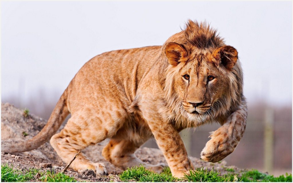 Leão - Hd Lion Hunting , HD Wallpaper & Backgrounds