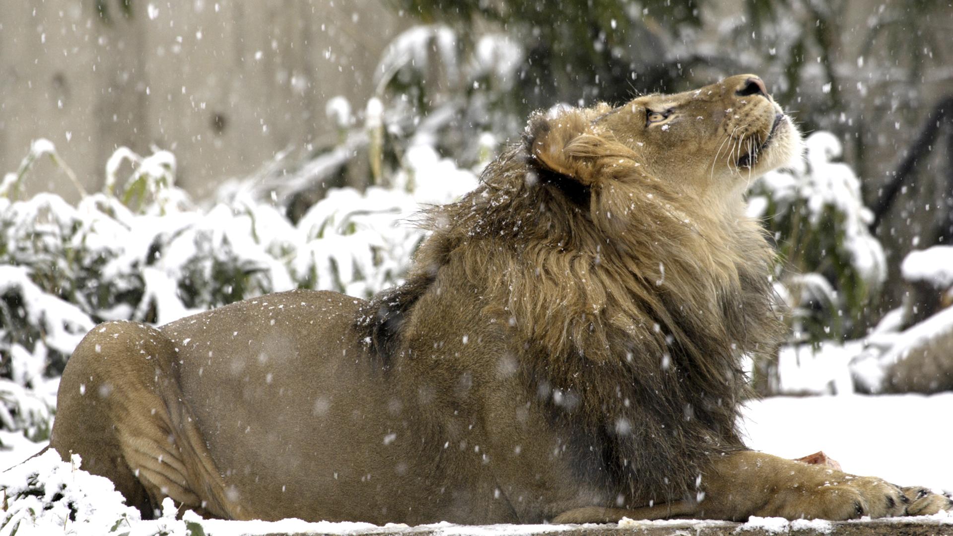 Lion Leao Animal Snow Cats Meowing Hd - Lion In Winter Animal , HD Wallpaper & Backgrounds