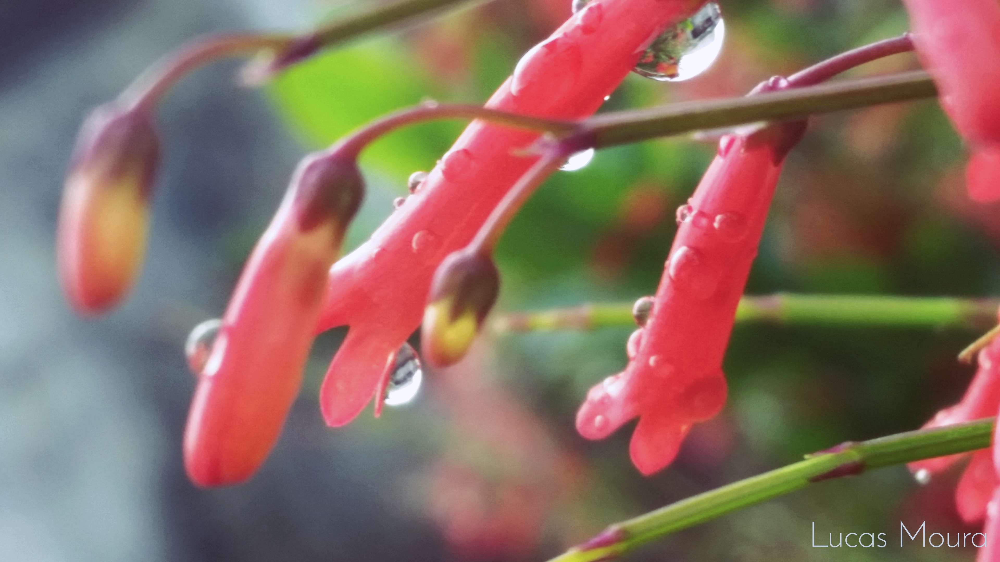 Brasil, Flores, Frio, Natureza, Rain 4k Wallpaper And - Canada Columbine , HD Wallpaper & Backgrounds