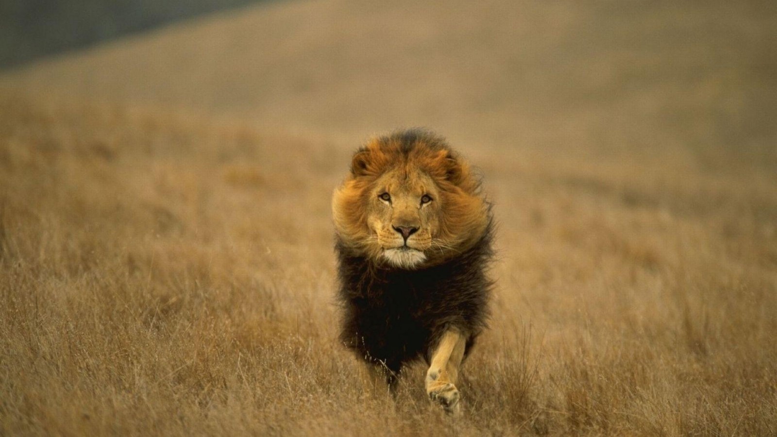 Running Lion - Lion Walking Images Hd , HD Wallpaper & Backgrounds