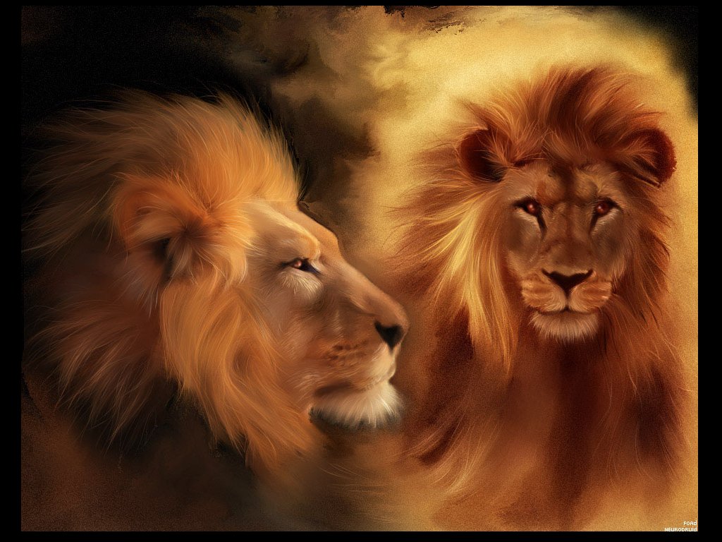 King Lion Pictures - Fonds D Écran Animaux , HD Wallpaper & Backgrounds