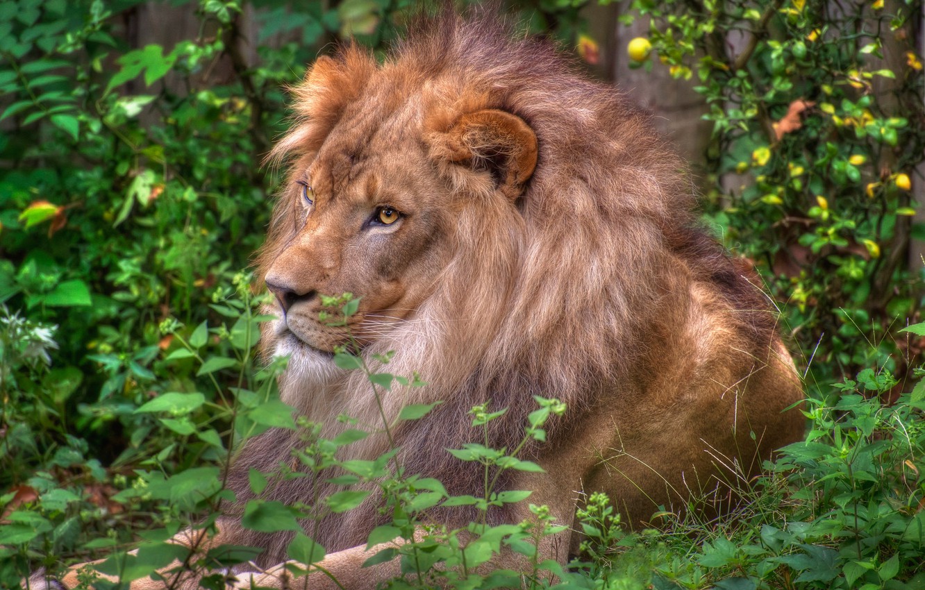 Photo Wallpaper Greens, Leo, Mane, The King Of Beasts, - Masai Lion , HD Wallpaper & Backgrounds