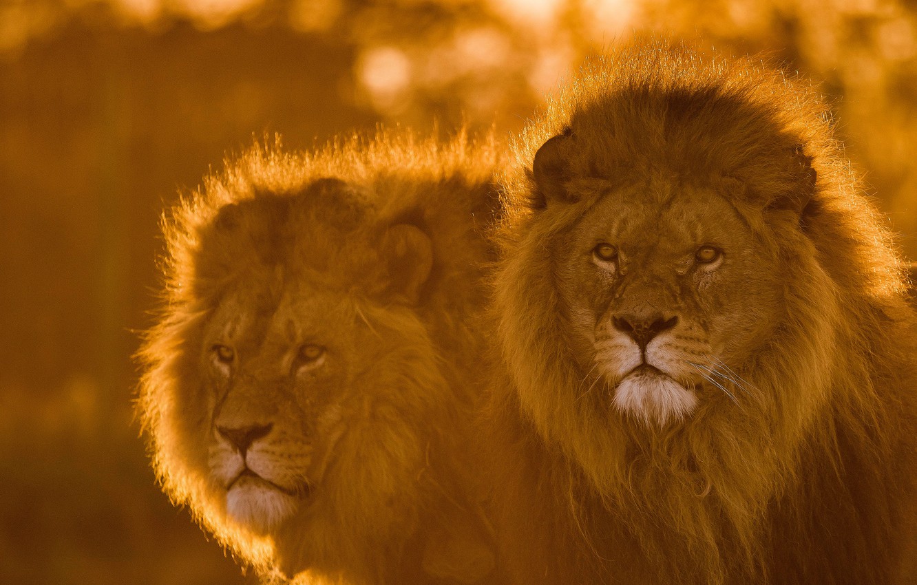 Photo Wallpaper Look, Face, Leo, Pair, Mane, The King - Masai Lion , HD Wallpaper & Backgrounds