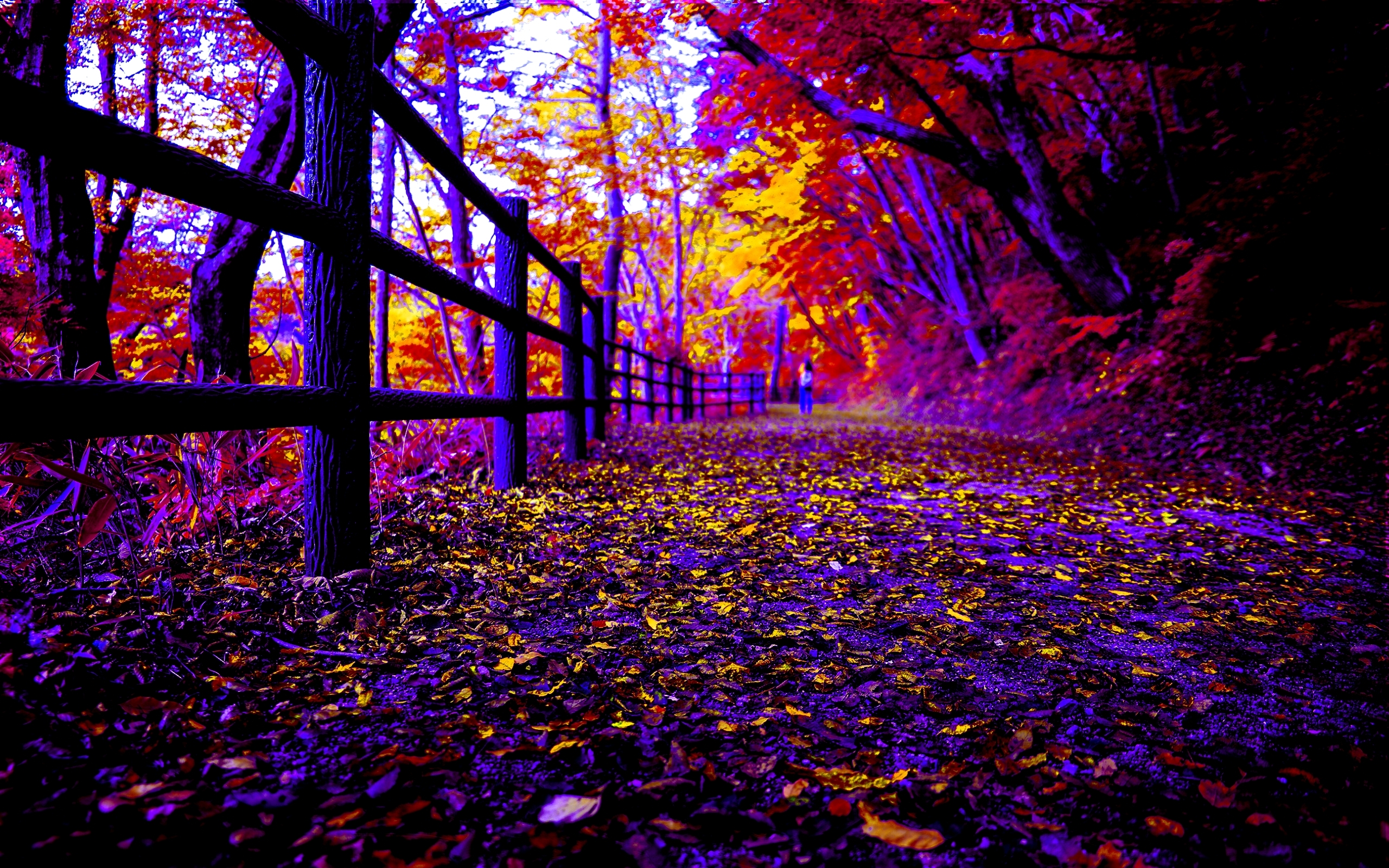 Outono Na Floresta - Outono Floresta , HD Wallpaper & Backgrounds