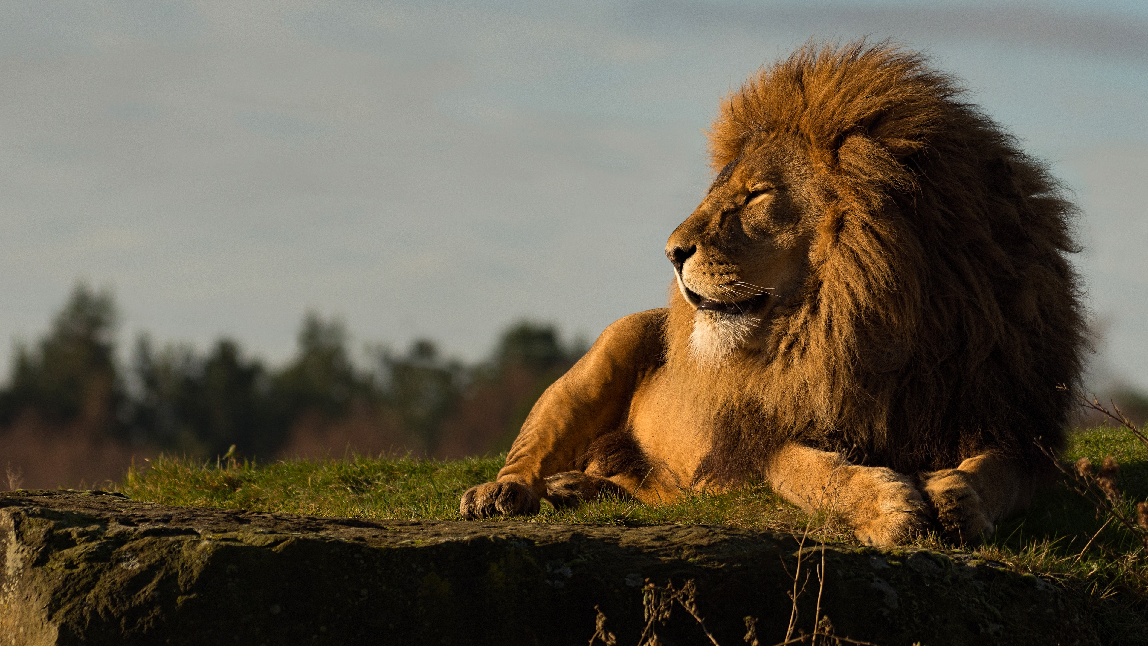 Download Lion 4k Ultra Hd Wallpaper - Leao 4k On Itl.cat