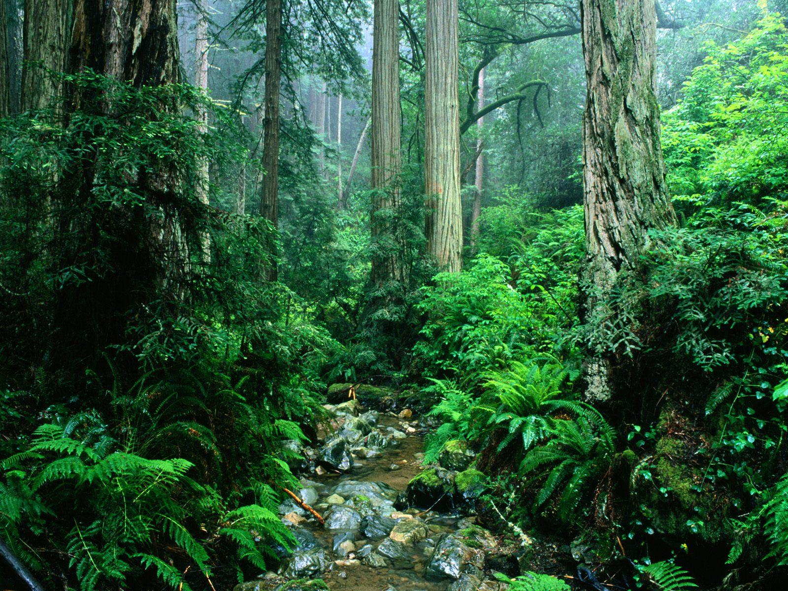 Best Jungle Picture - Amazon Rainforest Hd , HD Wallpaper & Backgrounds