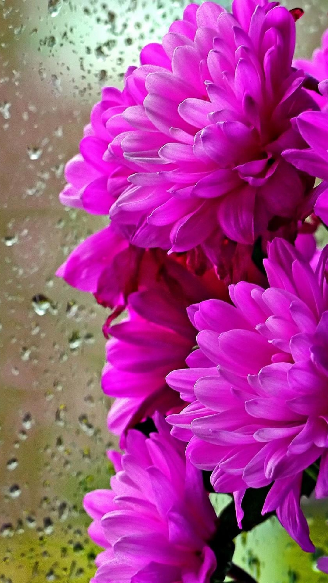 Crisântemos Flores Bouquet Vidro Gotas Chuva Wallpaper - Water Drop On Flower , HD Wallpaper & Backgrounds