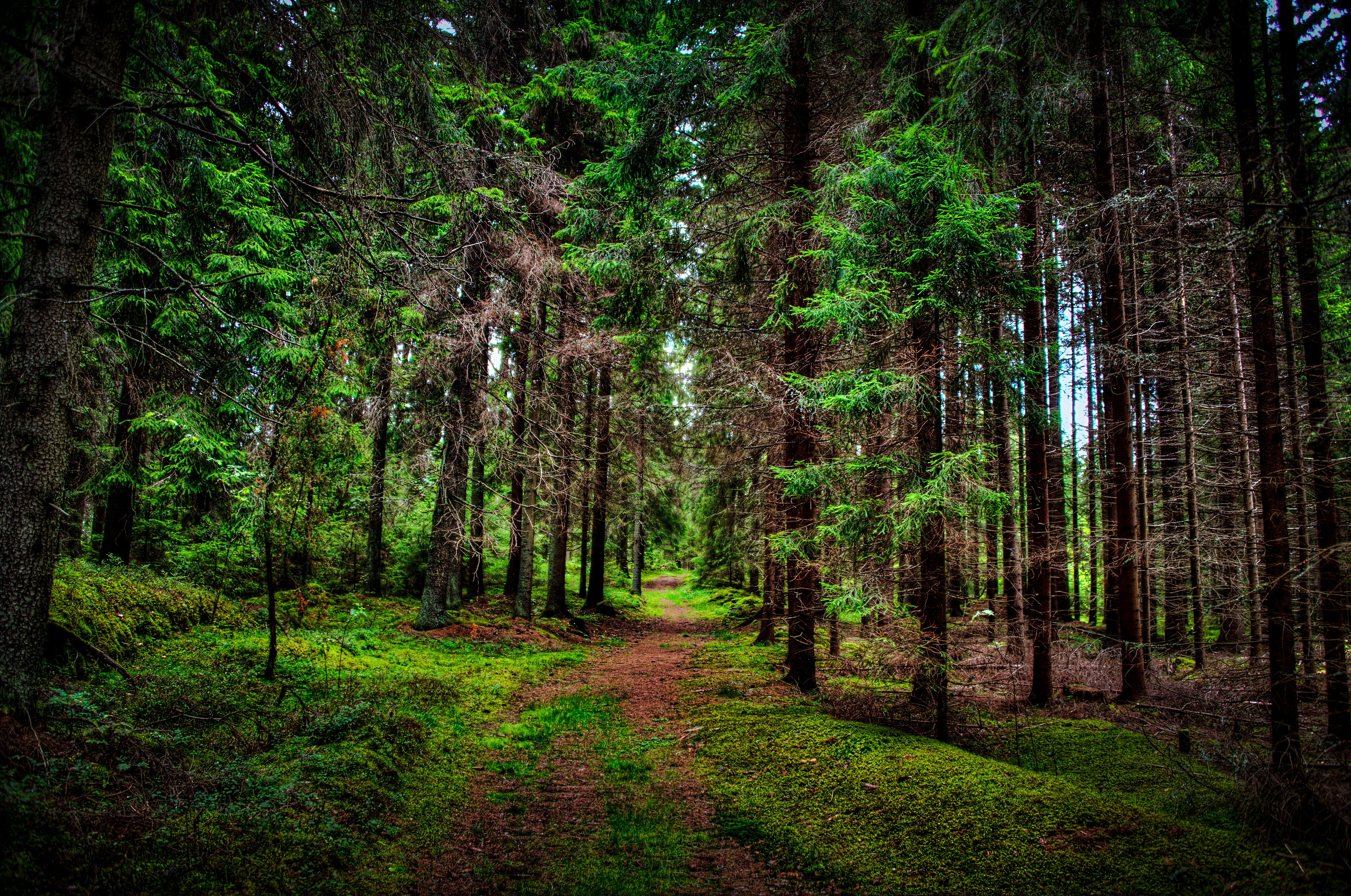 Pine Tree Forest Background , HD Wallpaper & Backgrounds