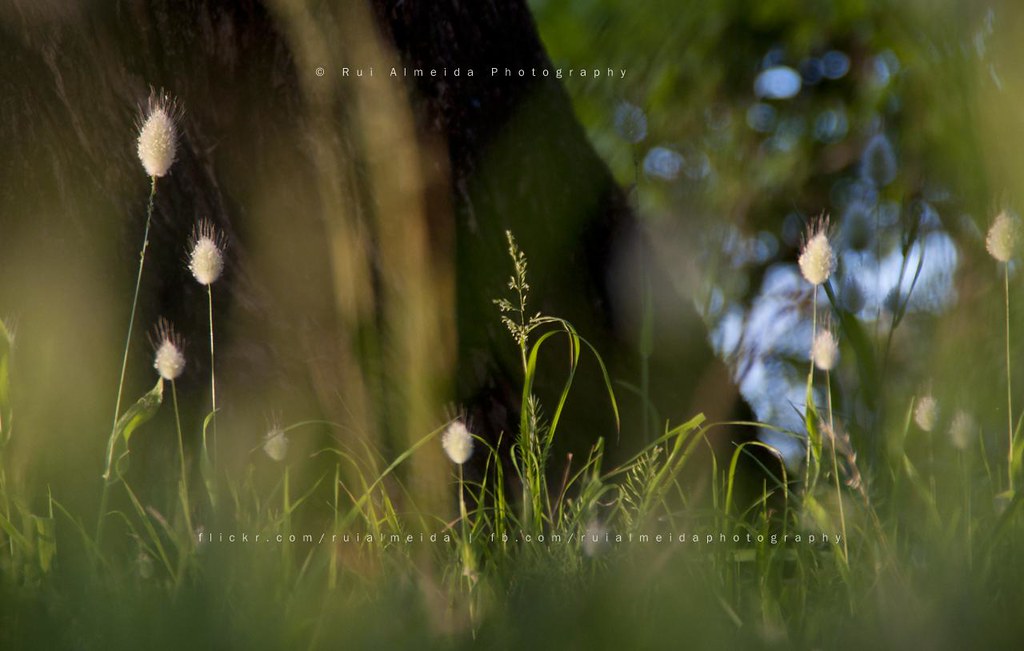 The Trick To Forgetting The Big Picture Is To Look - Grass , HD Wallpaper & Backgrounds