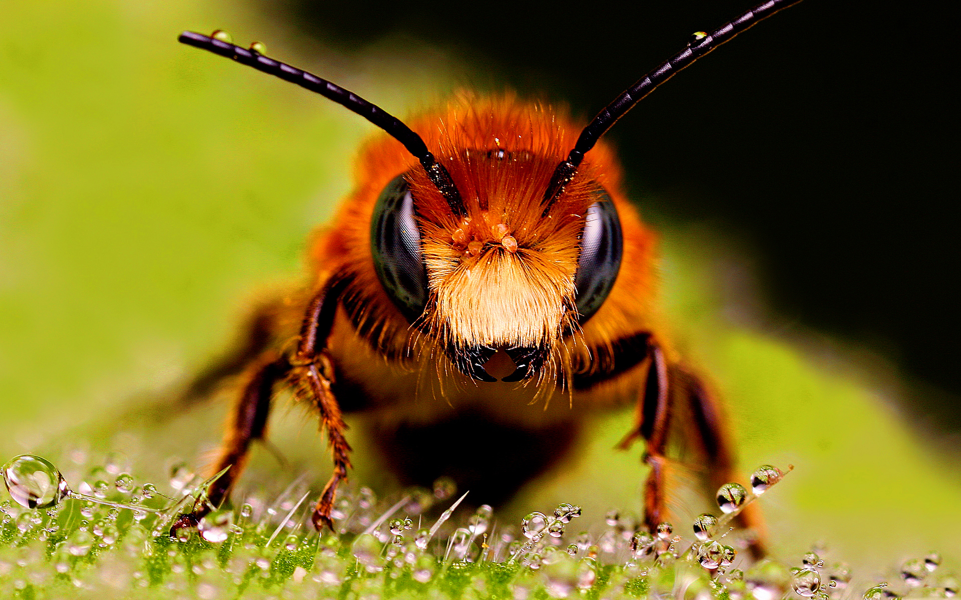 Bee Wallpaper - Honey Bee Hd , HD Wallpaper & Backgrounds